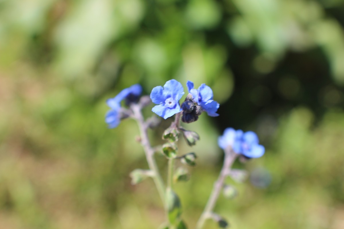 Cynoglossum zeylanicum (Sw. ex Lehm.) Thunb. ex Brand